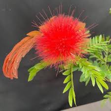 Image result for Calliandra haematocephala