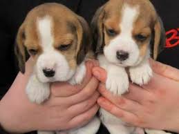 Akc registered female puppy born may 2. Beagle Pups For Sale For Sale For Sale Pets Livestock Dogs Puppies Puppies Litters Loot