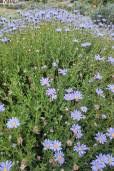 Image result for Felicia filifolia