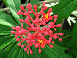 Image result for Jatropha multifida