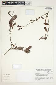 Image result for Agelanthus krausei