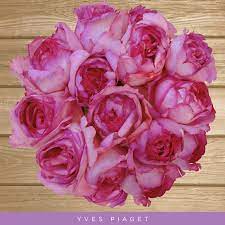 Garden Roses Yves Piaget Hot Pink Ebloomsdirect In 2021 Bulk Flowers Online Rose Hot Pink Flowers