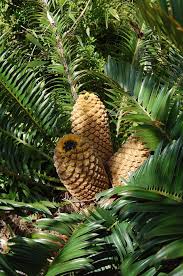 Image result for Cyathula natalensis