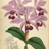 Image result for Platycoryne pervillei