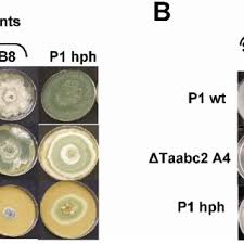 Give us a call or fill out our convenient appointment request form today. Pdf Identification Of A New Biocontrol Gene In Trichoderma Atroviride The Role Of An Abc Transporter Membrane Pump In The Interaction With Different Plant Pathogenic Fungi