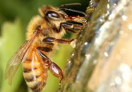 We specialize in termite control, pest control, bee removal, rodent control, and more for residential and commercial customers. Bee Removal Pest Control Service Phoenix The Beeman Live Bee Removal