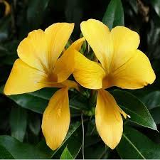 Image result for Barleria galpinii
