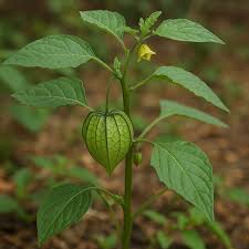 Image result for Physalis angulata