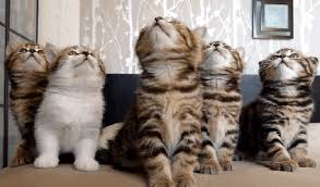 Everyone loves kittens, but does everyone know about their quirks and. 50 Cat Facts You Probably Didn T Know