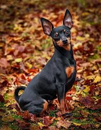 Small Black And Brown Terrier Breeds Manchester Terrier English Toy Terrier Black And Tan Terrier Dogs Puppy English Toy Terrier Toy Manchester Terrier Dogs