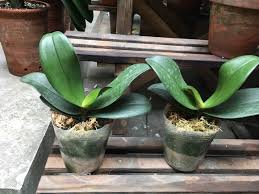 Check spelling or type a new query. Why The Phalaenopsis Leaves Turn Yellow In Winter Softened And Wilted Flower Fans