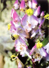 Image result for Brachycorythis buchananii