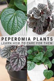 How To Care For Peperomia Plants My Complete Guide Peperomia Plant Calathea Plant Plants