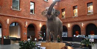 Hotels near musee d'histoire naturelle et vivarium. Museum De Toulouse Visites Et Ateliers Pour Petits Et Visites Ludiques