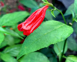 Ruellia Brevifolia Gardensonline