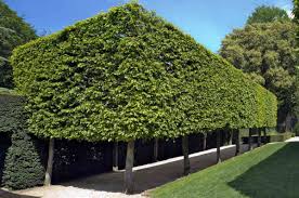 Image result for hornbeam hedge in winter