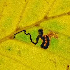 Image result for Stigmella tityrella