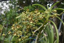 Image result for Graphorkis