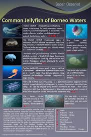 Check spelling or type a new query. Sabah Oceanist