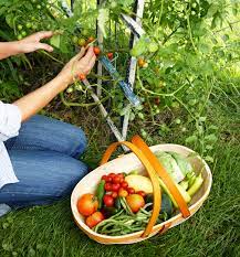 Plant tall veggies (such as pole beans on a trellis or sweet corn) on the north side of the garden so they don't shade shorter plants. How To Start A Beginner Vegetable Garden From Scratch Better Homes Gardens