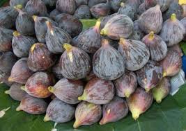ØªÙØ³ÙŠØ± Ø­Ù„Ù… Ø§Ù„Ù…ÙŠØª ÙŠØ£ÙƒÙ„ Ø§Ù„ØªÙŠÙ† ÙÙŠ Ø§Ù„Ù…Ù†Ø§Ù… Ù„Ø§Ø¨Ù† Ø³ÙŠØ±ÙŠÙ† Ù…ÙˆØ³ÙˆØ¹Ø© Ø§Ù„Ù…Ø¯ÙŠØ±