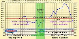 13 Prototypical Understanding Ovulation Chart