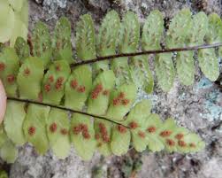 Image result for Asplenium rukararense