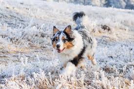 Red merle australian shepherd puppy. Blue Merle Australian Shepherd Everything You Need To Know