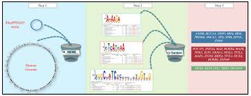 Thus substitution, which includes transversion answer: Pathogens Free Full Text In Silico Analysis Of Possible Interaction Between Host Genomic Transcription Factors Tfs And Zika Virus Zikasph2015 Strain With Combinatorial Gene Regulation Virus Versus Host The Game Reloaded