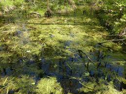 Image result for Wolffiella