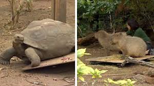 Capybaras Gros! Zoo de Londres Prend le Poids des Animaux!