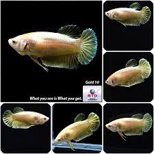 Female Live Betta Fish Gold Hmpk 10 From Thailand Betta Fish Betta Fish For Sale