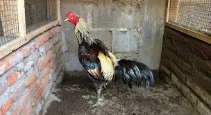 Panen anak ayam bangkok pamangon mangon. 4 Jenis Ayam Pama Iq Original Mangon Mathai Gostan Makhoy