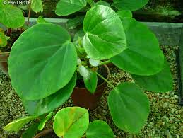 Image result for Begonia ampla