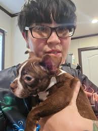 Our baby boy Arlo James!!!! Mostly pug but has Boston terrior in him as  well!! ❤️🥰