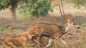 You can find them in zoo's. Dogs Becoming Major Threat To Wildlife Bbc News