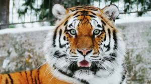 El tigre is an island located in the gulf of fonseca, a body of water on the pacific coast of central america.the island is a conical basaltic stratovolcano and the southernmost volcano in honduras. Video Un Oso Perezoso Ahuyenta A Un Tigre 12 07 2021 Sputnik Mundo