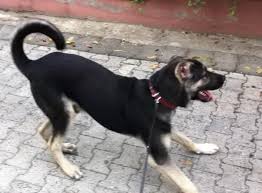 Kangal Sevdalilari Kara Kangal