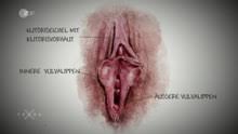 Durch das abwischen von hinten nach vorne können bakterien aus dem analbereich in die vagina oder harnröhre gelangen. Vulva Wikipedia