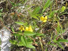 Image result for Vigna luteola