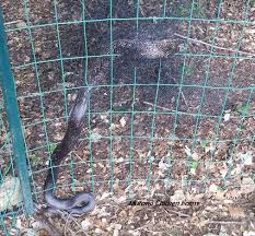 Instead of chicken wire opt for 1/2 inch hardware cloth instead. Easy Ways To Keep Snakes Out Of The Chicken Coop Murano Chicken Farm