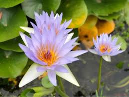 Maybe you would like to learn more about one of these? Top 25 Birth Month Flowers And Their Meanings With Pictures