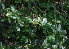 Image result for Manilkara mochisia