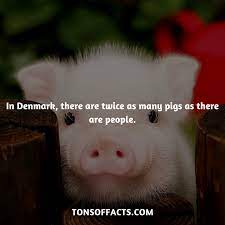 In Denmark There Are Twice As Many Pigs As There Are People Pig Pigs Animals Interesting Facts Fact Tr Fun Facts About Animals Shark Facts Tiger Facts
