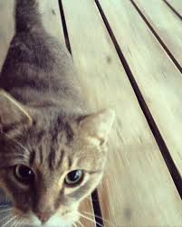 Our goal is to provide high quality pet health and wellness services to our patients and provide our clients with access to leading edge. Contact Us St Francis Pet Hospital