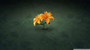 Unsplash has the perfect desktop wallpaper for you. Creative Flower Desktop Wallpapers Top Free Creative Flower Desktop Backgrounds Wallpaperaccess