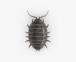 This name is due to the fact that the pill bug can roll up into a tight ball when disturbed. Pill Bugs Png Photo Top Bug Transparent Png 425x600 Free Download On Nicepng