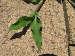 Image result for Urochloa panicoides