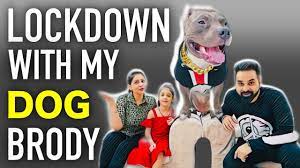 Maybe you would like to learn more about one of these? Lockdown With My Dog Tik Tok Star Brody Dog Funny Videos Harpreet Sdc Youtube