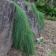 Cousin It Casuarina Glauca Australian Plants Plants Plants Online